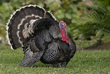 Image. Wild Turkey
