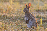 Image. Wildkaninchen