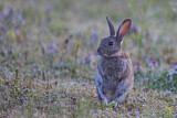 Image. Wildkaninchen