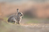 Image. Wildkaninchen