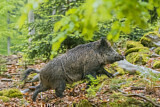 Image. Wildschwein