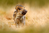 Image. Wildschwein