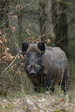 Image. Wildschwein