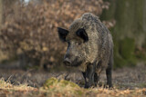 Image. Wildschwein