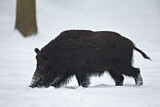 Image. Wildschwein