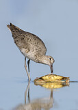 Image. Willet