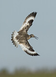 Image. Willet