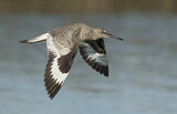 Image. Willet