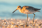 Image. Willet