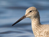 Image. Willet