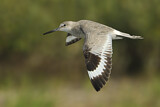 Image. Willet