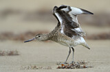 Image. Willet