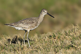 Image. Willet