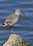 Image. Willet