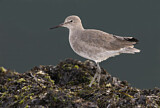Image. Willet