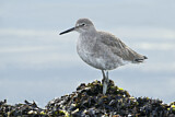 Image. Willet