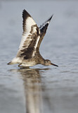Image. Willet