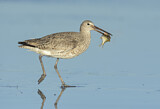 Image. Willet