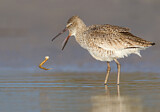Image. Willet