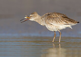 Image. Willet