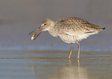 Image. Willet