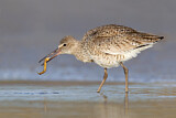 Image. Willet