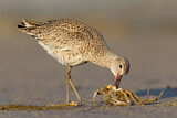 Image. Willet