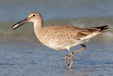 Image. Willet