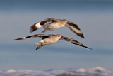Image. Willet