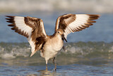 Image. Willet