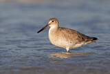Image. Willet