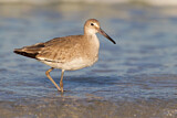 Image. Willet
