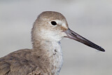 Image. Willet