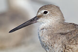 Image. Willet