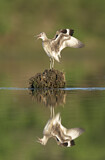 Image. Willet