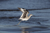 Image. Willet