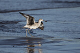 Image. Willet
