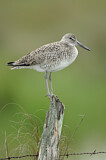 Image. Willet