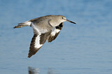 Image. Willet