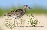 Image. Willet