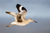 Image. Willet