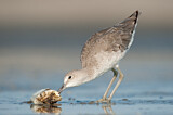 Image. Willet