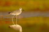Image. Willet