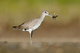 Image. Willet