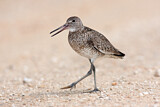 Image. Willet