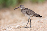 Image. Willet