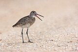 Image. Willet