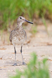 Image. Willet