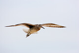 Image. Willet