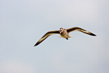 Image. Willet